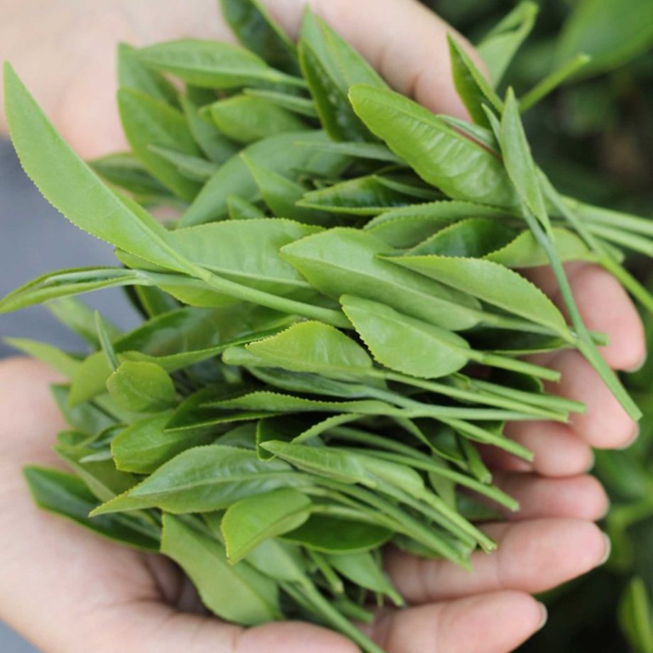 Trà Ô Long Quý Phi 65g